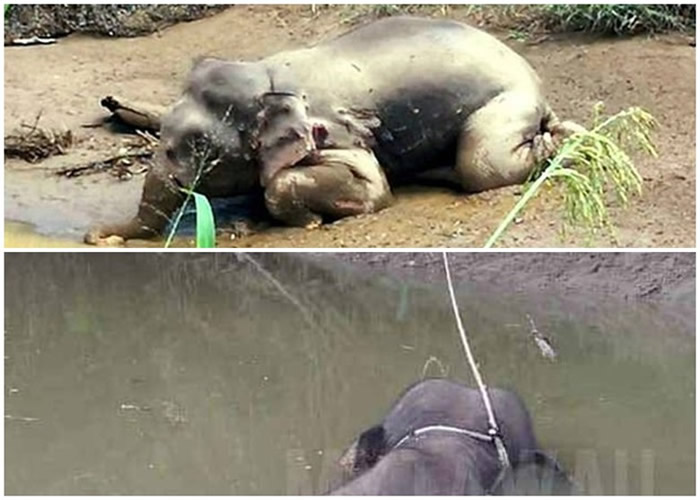马来西亚婆罗洲濒危侏儒象身中70枪 象牙被盗遗体漂河中