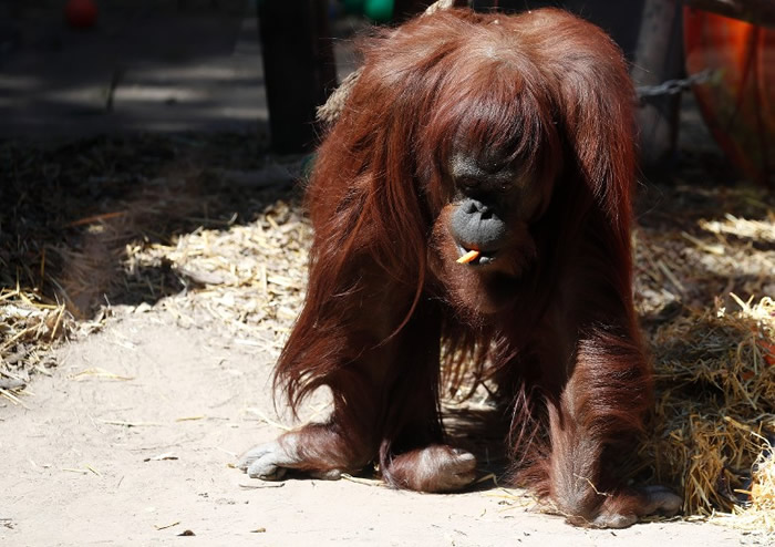 桑德拉在阿根廷的动物园内，一直孤独生活。