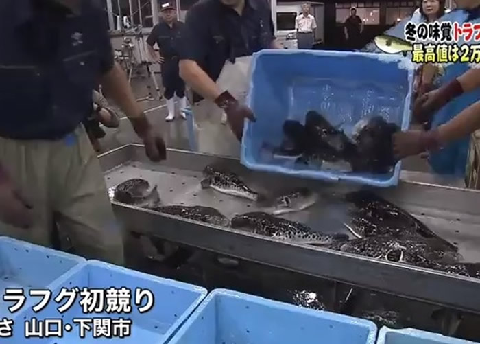 日本山口县下关市举行令和时代首场河豚拍卖