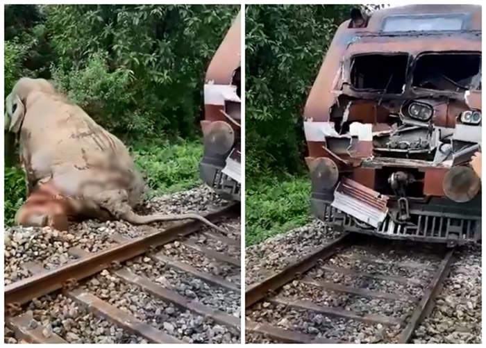 印度西孟加拉邦大象穿越铁轨时被火车撞至皮开肉绽 痛苦挣扎爬离令人心碎