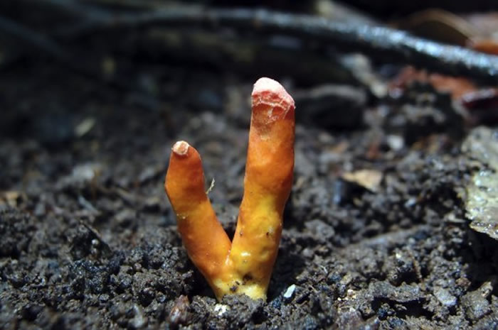 澳大利亚首次发现世界上最致命的蘑菇——“火珊瑚毒菌”(Poison Fire Coral)