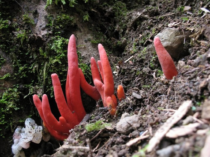 在火珊瑚毒菌的“原产地”——日本和韩国，一些人将这种外表呈鲜红色的蘑菇误认为是传统医学中的可食用蘑菇