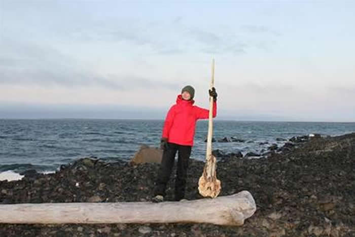 法兰士约瑟夫地群岛发现一具独角鲸带角的颅骨