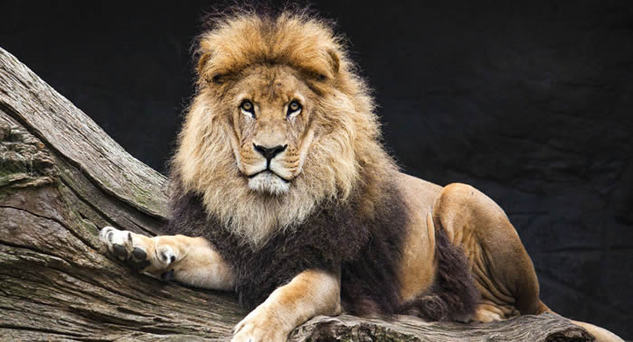 南非国家公园游客将能爬上兽笼给野兽拍照