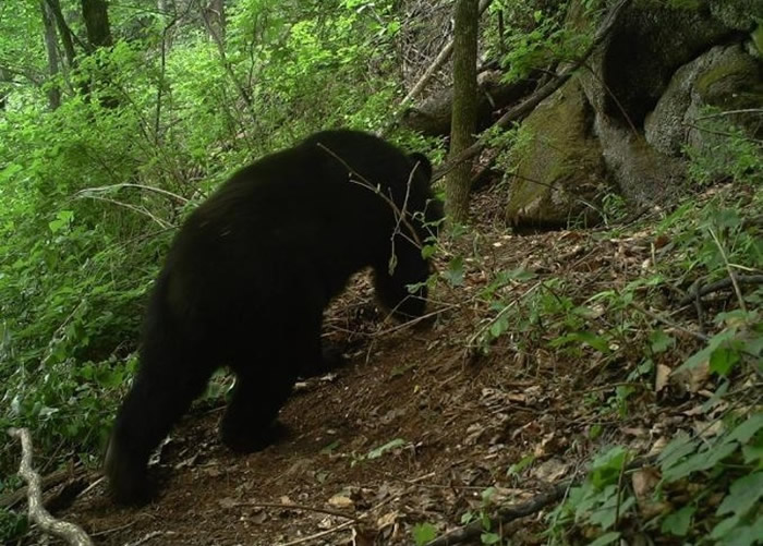 保护区内拍摄到黑熊。