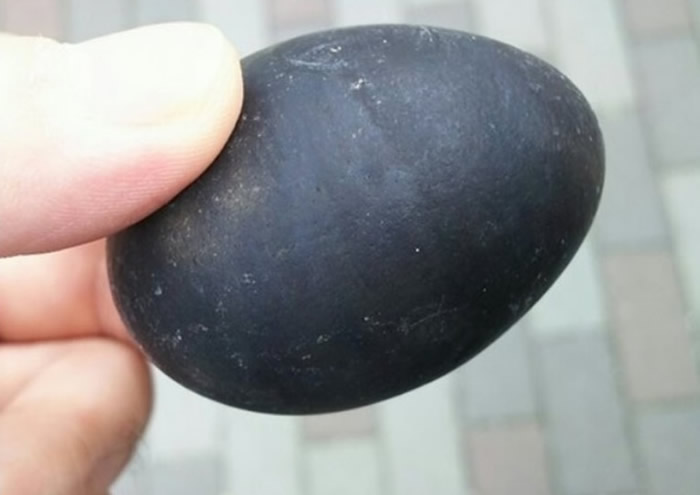 蛋壳呈灰黑色。