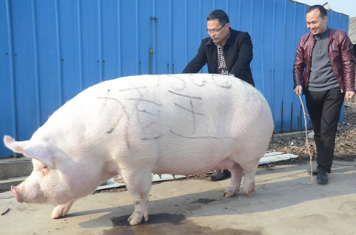 河南2017年一只750公斤的白色「猪王」。（图／非本文猪只／CFP）