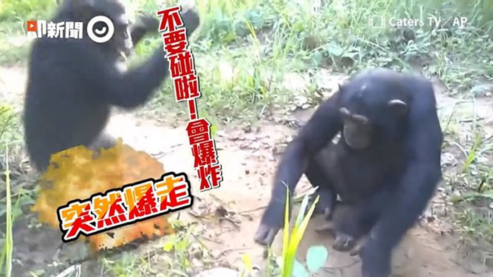 几内亚黑猩猩见乌龟尝试摸龟头 胆小同伴：不要乱摸啦