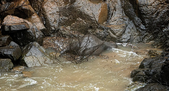 泰国巴真武里府3岁幼象滑倒跌进湍急河水中 5头大象跳进豪那洛克瀑布拯救不幸全数摔死