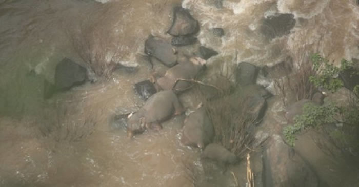 泰国巴真武里府3岁幼象滑倒跌进湍急河水中 5头大象跳进豪那洛克瀑布拯救不幸全数摔死