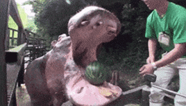 丹麦动物园Zoologisk Have分享河马吃西瓜的影片
