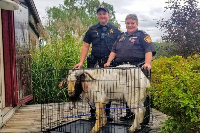警员将山羊困在狗笼内。