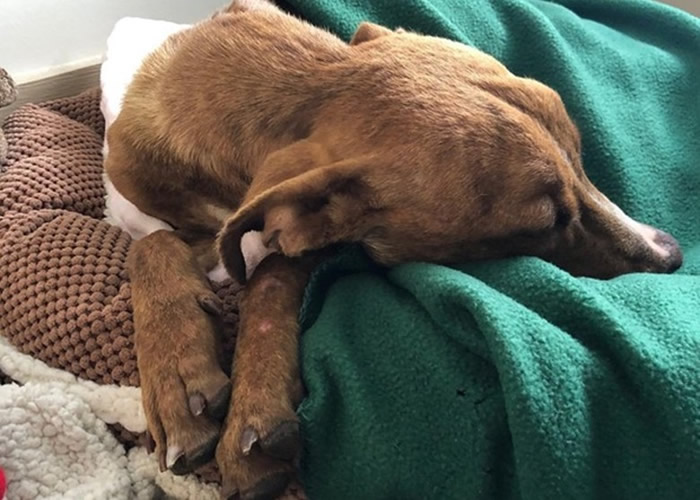 小狗遇飓风“多利安”被困塌楼瓦砾 靠雨水支撑1个月奇迹获救
