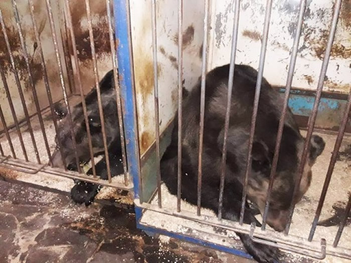 乌克兰双胞胎熊沦落马戏团被迫24年不间断表演 幸运获救送往罗马尼亚的利伯蒂熊保护区