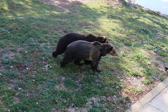两只姊妹熊终于可以团聚