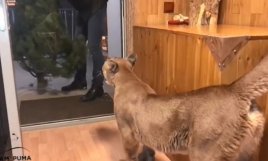 俄罗斯美洲狮“梅西”看到主人带圣诞树回家开心到像狗一样汪汪叫