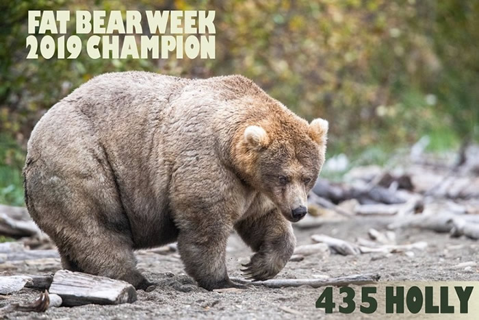 美国阿拉斯加州卡特迈国家公园举行年度“肥熊大赛”：珠圆玉润的霍利（Holly）夺冠