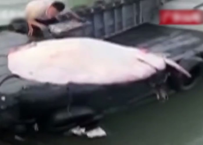 广东汕尾海域现150公斤重魔鬼鱼 8名男子拖到岸上