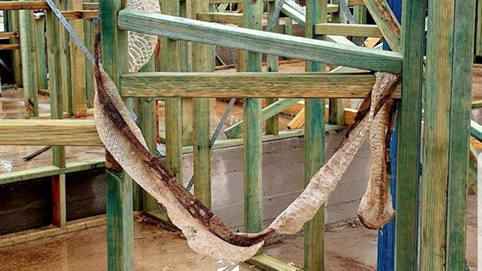 澳洲新南威尔斯工地2.5公尺长蛇皮挂木板上 逃亡大蟒蛇是来自南美洲的入侵物种