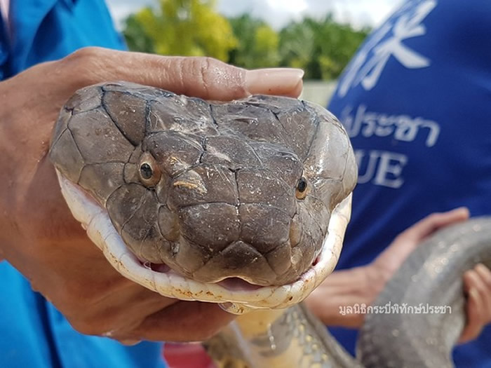 泰国喀比府7名救援人员花1个多小时抓获巨型眼镜王蛇