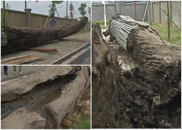 江西萍乡修建河堤时意外挖出10吨重13米长乌木 专家：树龄或逾千年