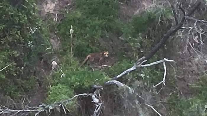 今年1月维省农夫拍下的疑似袋狼相片。