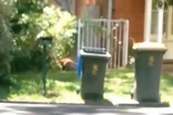 南澳洲一户人家曾在2016年9月目击看似袋狼的生物在后园出现。