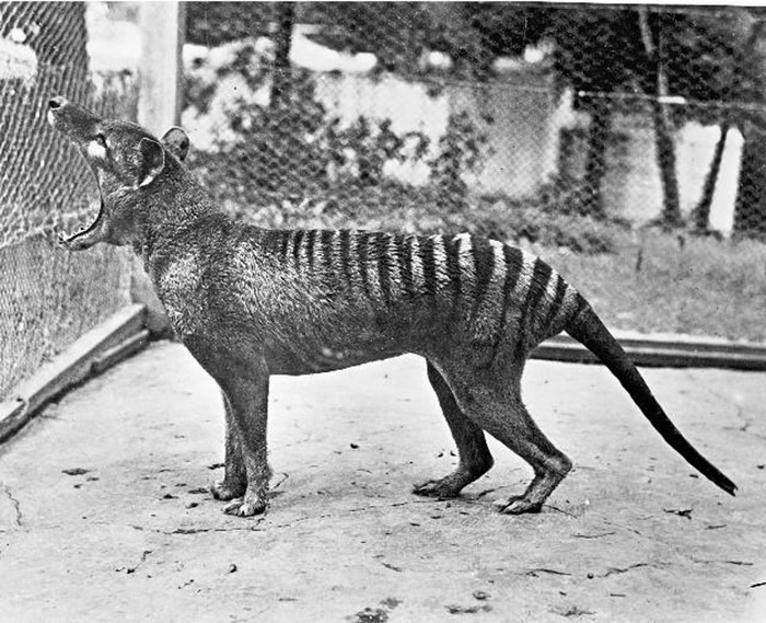 1936年在动物园中的最后一头袋狼班哲明，清楚看见口部能张至190度。