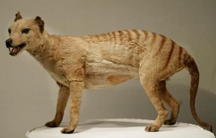 现存于塔斯马尼亚岛上的袋狼标本。