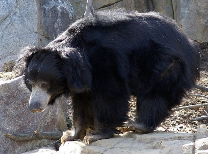 印度抓获追踪长达6年的盗猎犯 认为可以治疗阳萎他每次盗猎懒熊只会切下阴茎