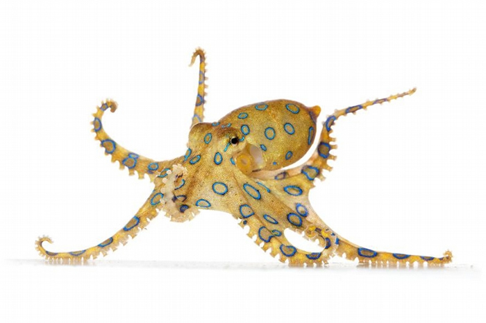 根据寥寥无几的纪录，美国进口高度毒性大蓝环章鱼（greater blue-ringed octopus）的数量，要超过其他所有章鱼物种。 蓝环章鱼所带的神经毒素