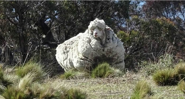 澳大利亚名叫“克里斯”的美利奴绵羊去世 曾一次剃42公斤羊毛