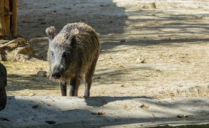 韩国首尔野猪繁殖季节将至走上街头寻找食物 猎人建议若撞见应安静躲避