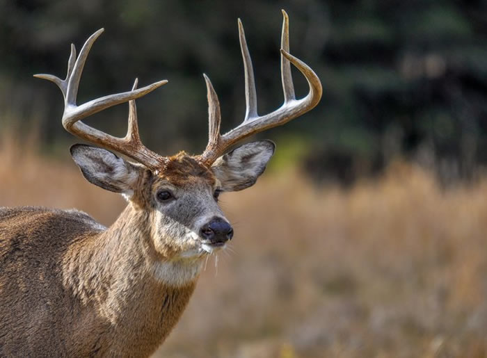 美国阿肯色州猎人击中成年公鹿 走近时被突然起身的公鹿攻击死亡