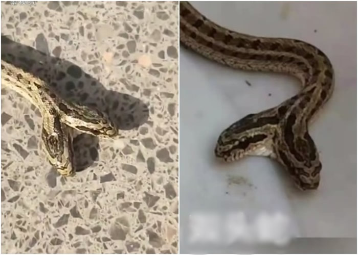 河北深州村民院内发现罕见双头蛇