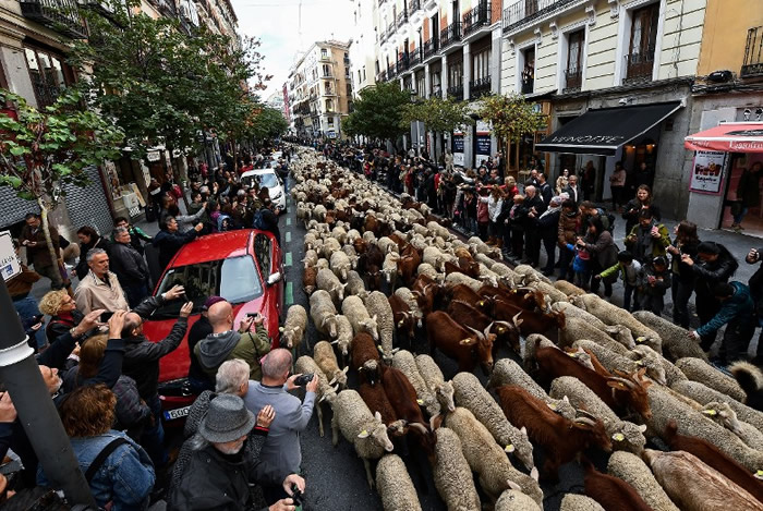 “羊山羊海”！西班牙马德里一年一度移牧节 2000只绵羊穿过繁忙街道