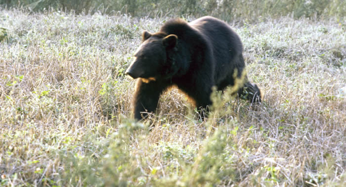 俄罗斯联邦外贝加尔边疆区自然资源部编制一份遇到熊时的行为指南：无论如何都不能跑