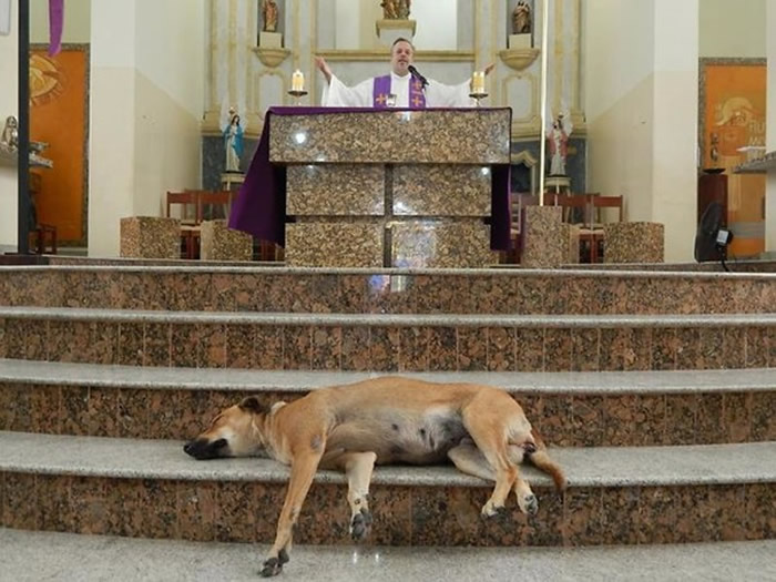 狗狗也望弥撒！巴西教堂神父有感于流浪狗问题严重 无条件放它们进门