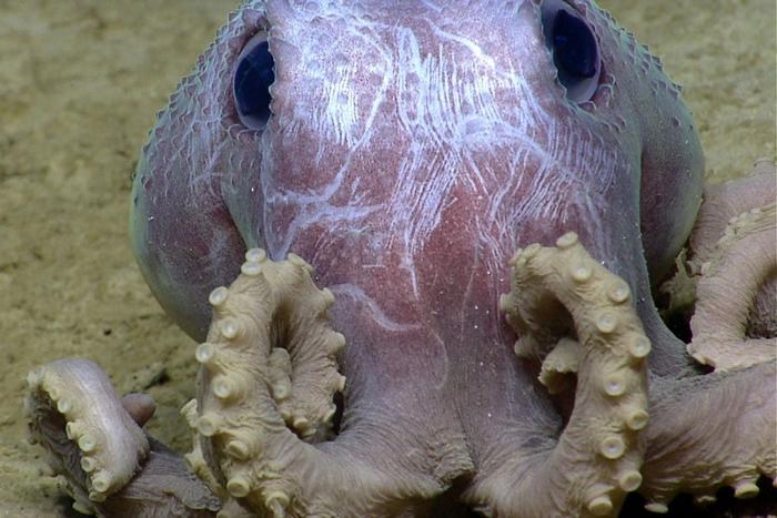2013年，有人在美国东北外海看到了这只谷蛸（Graneledone verrucosa），牠是太平洋谷蛸（Graneledone pacifica）的大西洋表