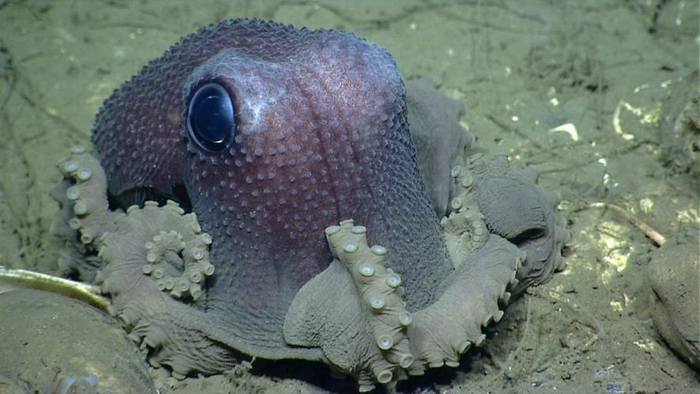 一只体表特别多疣的大西洋近缘物种──谷蛸（Graneledone verrucosa）。 PHOTOGRAPH COURTESY NOAA