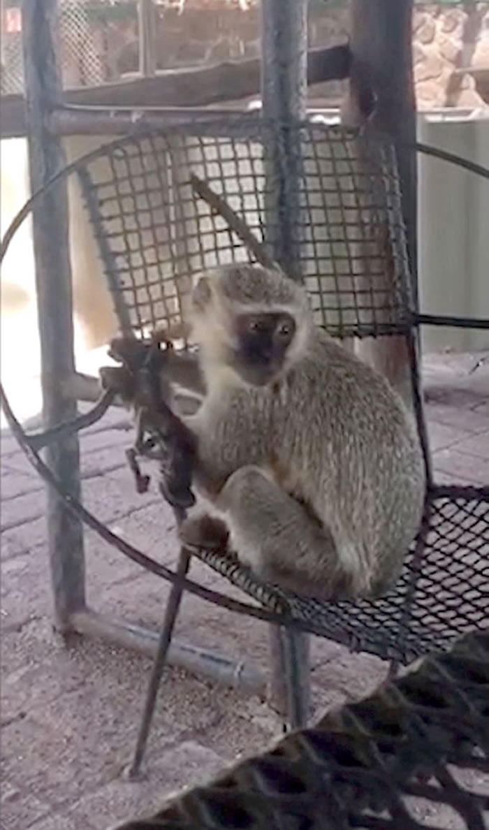 南非猴园母猴紧抱小猴干尸10天不放手 不断理毛试图唤醒宝宝