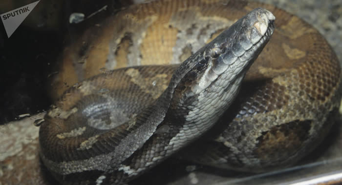 美国印第安纳州女子家中有140条蛇 死时颈上缠着蟒蛇