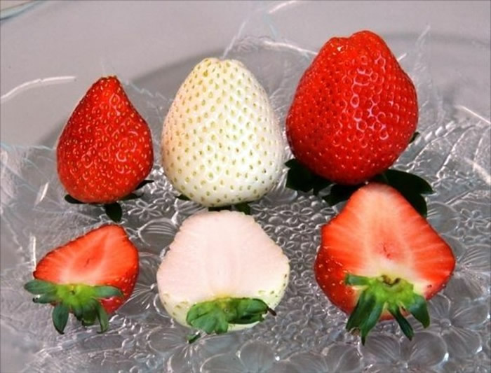 枥木县生产的草莓，（由左至右）体形最小的“枥乙女”、最新的“牛奶莓”和最大的“晴空莓”。