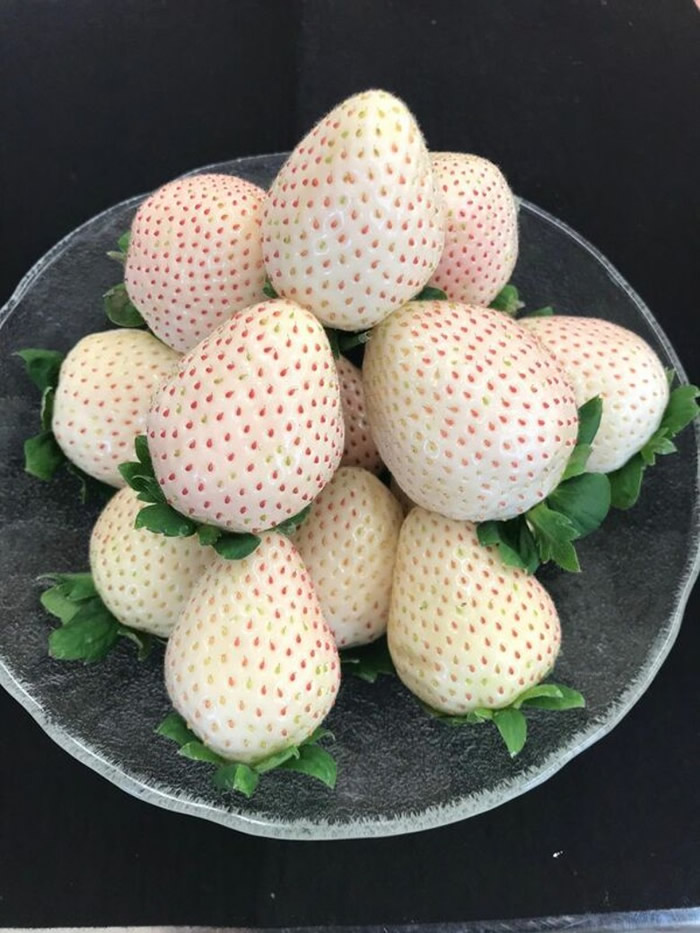 白草莓原称为“枥木iW1”，以后的官式名称就是“牛奶莓”。