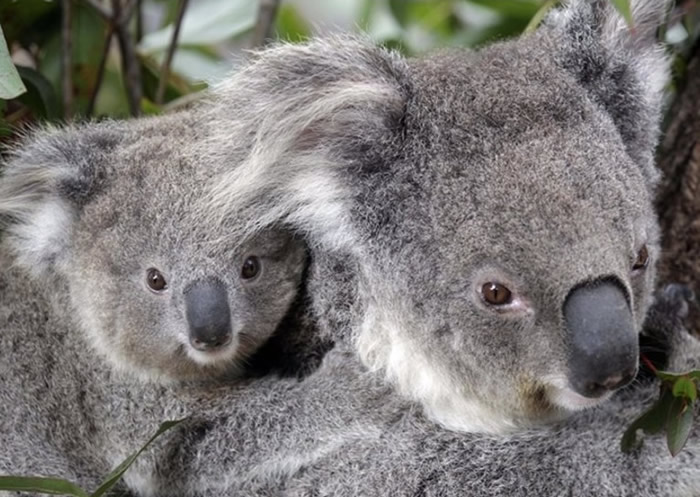澳洲新南威尔士省山火持续 数以百计树熊恐丧命