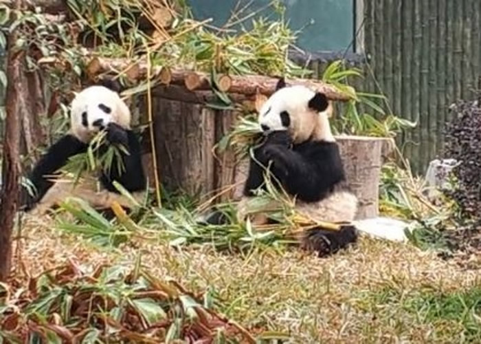 广州动物园澄清，园内已有两只真熊猫，不需请人扮演。