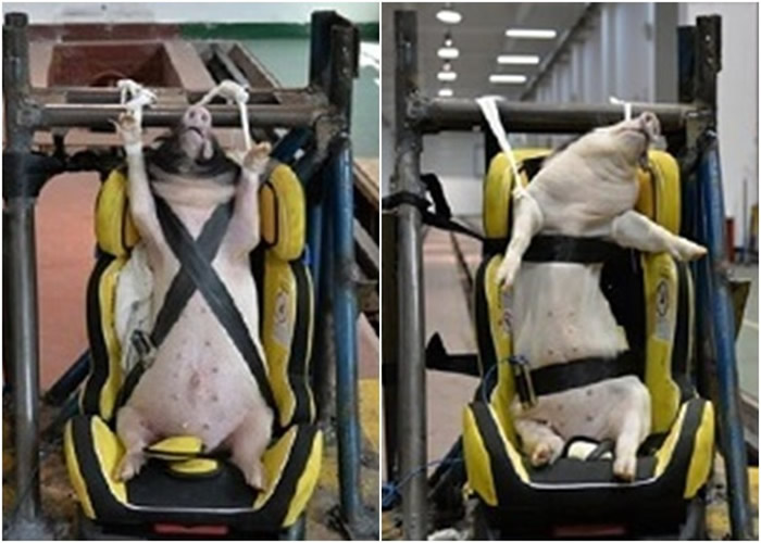 善待动物协会（PETA）报告指中国学者用生猪测试汽车防撞力 批做法残忍