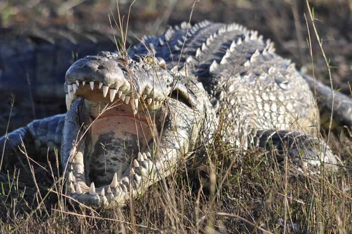 津巴布韦11岁女童目睹朋友要被吃掉 直接跳到鳄鱼背上将其双眼挖出