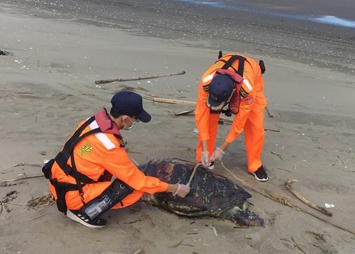 一只濒危绿蠵龟死于苗栗沙滩上。（中时电子报图片）