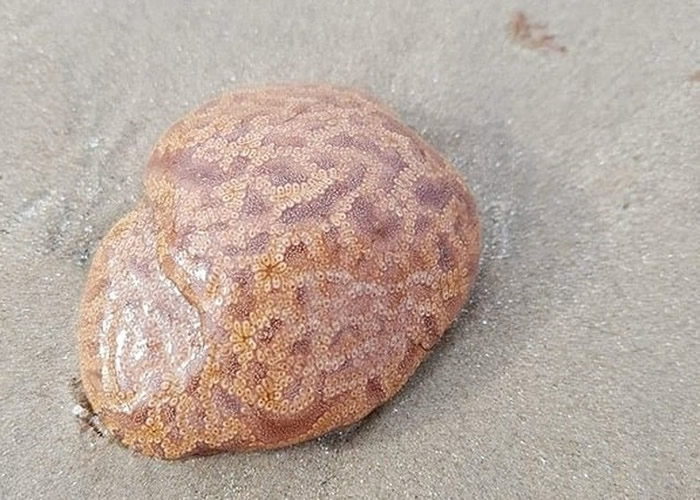 澳洲塔斯马尼亚沙滩出现不明生物 专家称属于群体海鞘